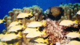 Vissen Cozumel