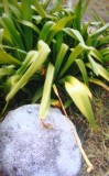 plant in Tulum