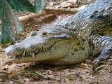 Crocodile Farn Chennai