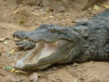 crocodile farm Chennai