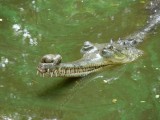 Crocodile Farm Chennai