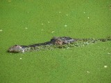 Crocodile Farm