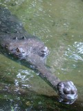 Crocodile farm Chennai