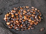 cashew noten