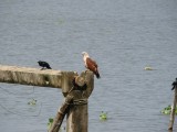 Fauna en Flora
