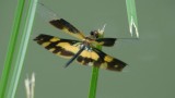 Fauna en Flora