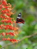 Fauna en Flora