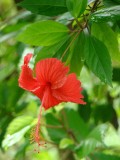 Fauna en flora