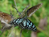 Fauna en Flora