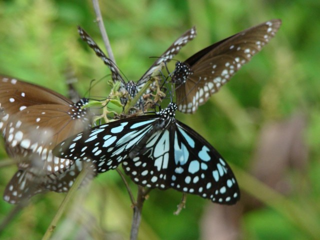 Fauna en Flora
