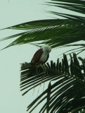 vogels spotten