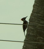 vogels spotten