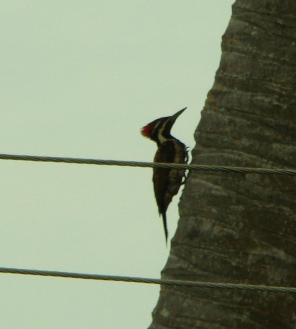 vogels spotten