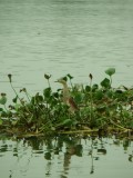 vogels spotten