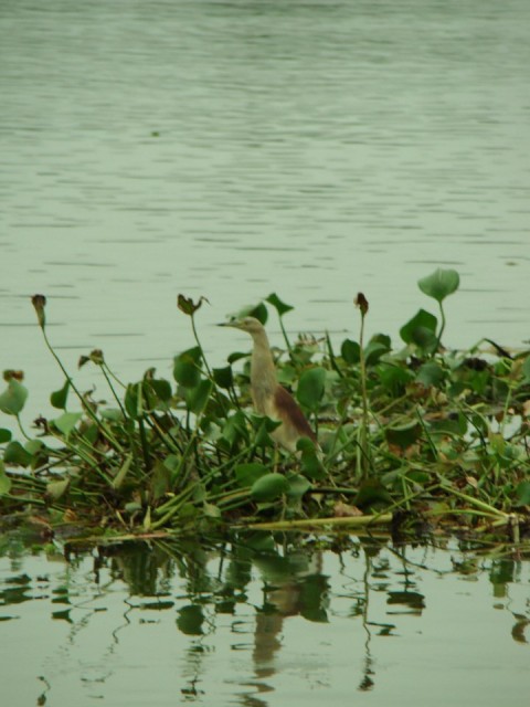 vogels spotten