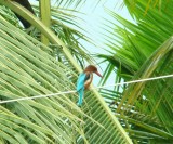 vogels spotten