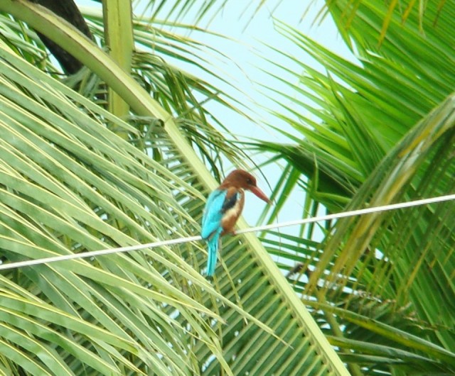 vogels spotten