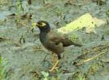 vogels spotten