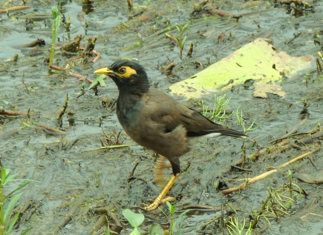 vogels spotten