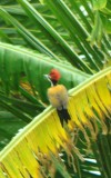 vogels spotten