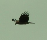vogels spotten