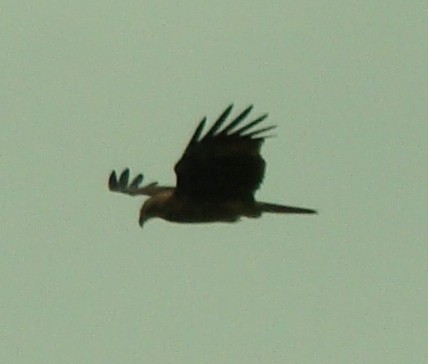 vogels spotten