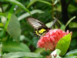 vlinder