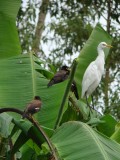 birds