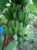 bananenboom
