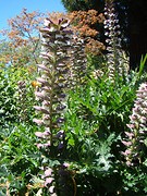 bloem 2