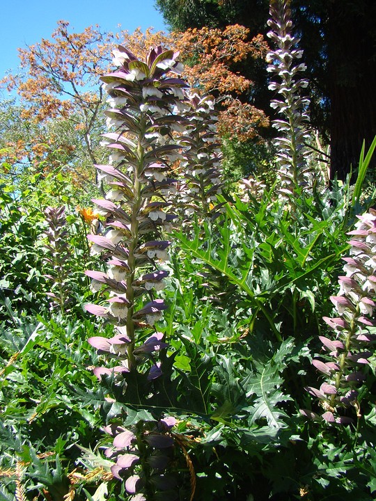 bloem 2