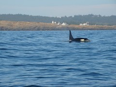 orca spirit 9