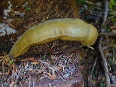 Banana Rups