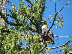 Eagle 2