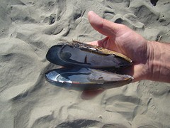Long Beach 4