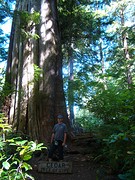 Meares Island 5