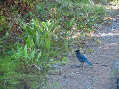 vogel 2