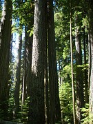 Cathedral Grove