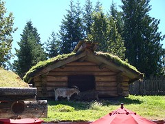 Goats on the roove 1