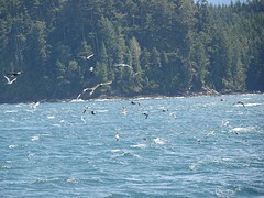 wales vogels 5