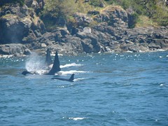 Orka 30