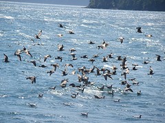 wales vogels 8