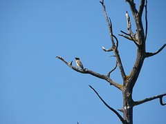 vogeltje