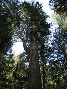 Ancient Forest 3