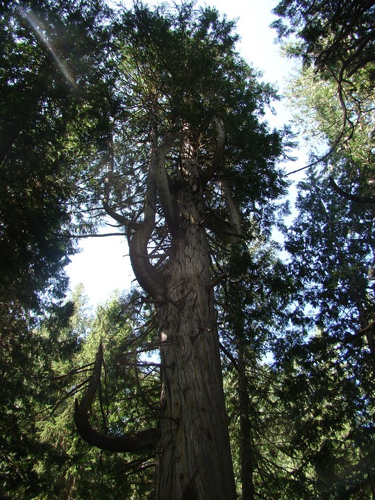 Ancient Forest 3