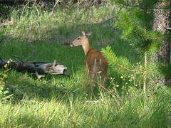 Elk 1 (4)