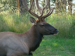Elk 7 (7)