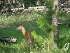 Wapiti 2 (3)