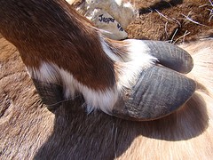 Poot Elk