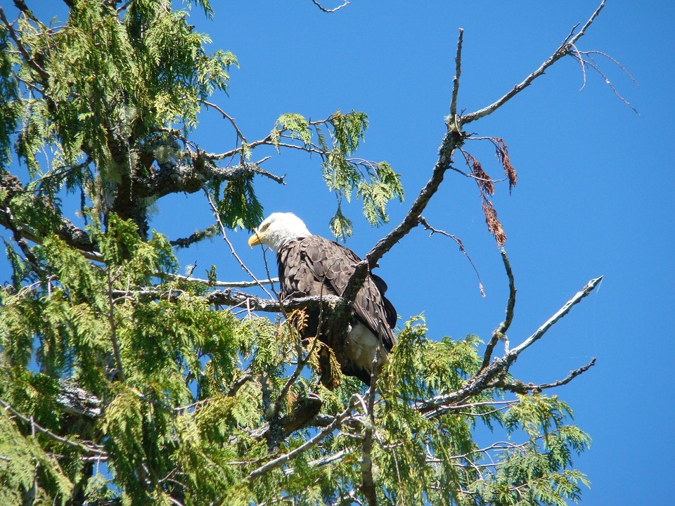 Eagle
